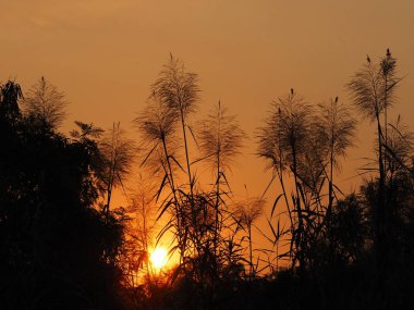 Güneş batımında soyut siyah çimen ve gökyüzü, turuncu ışık