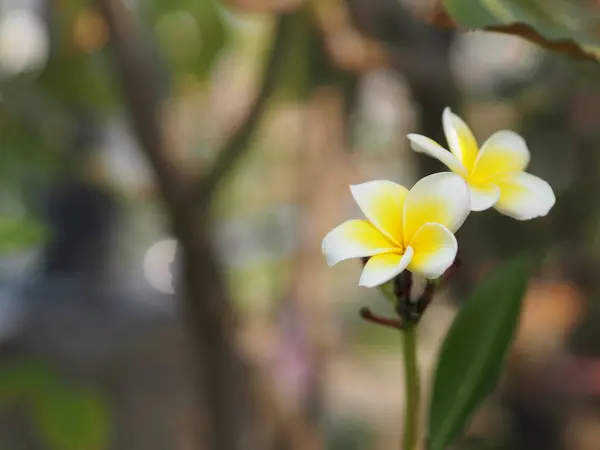 Frangipani Plumeria Świątynia Cmentarz Drzewo Biało Żółty Kwiat Rozmytym Tle — Zdjęcie stockowe