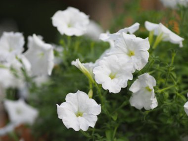 Dalganın beyaz rengi Petunia Hybrida, Solanaceae, çiçek buketi ismi doğanın bulanık arka planında güzel