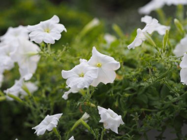 Dalganın beyaz rengi Petunia Hybrida, Solanaceae, çiçek buketi ismi doğanın bulanık arka planında güzel