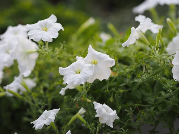 Волна Белого Цвета Petunia Hybrida Solanaceae Имя Цветочный Букет Красивый — стоковое фото