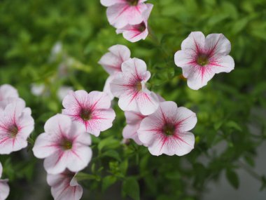 Wave Sugar Daddy menekşe rengi, Soy adı Solanaceae, Bilimsel adı Petunia Hybrid Vilm, Büyük taç yaprakları tek katlı Grandiflora Singles