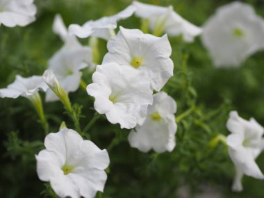 Wave White Cascade rengi, Soy adı Solanaceae, Bilimsel adı Petunia Hybrid Vilm, Büyük taç yaprakları tek katlı Grandiflora Singles