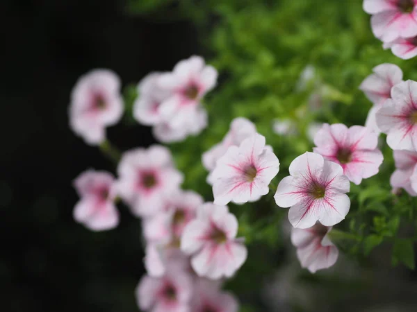 Wave Sugar Daddy Fialová Barva Příjmení Solanaceae Vědecké Jméno Petunia — Stock fotografie