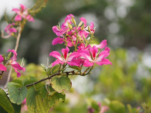 Rosafarbene Blume Bauhinia Variegate Blühende Pflanze Hülsenfrüchte Familie Fabaceae Häufige — Stockfoto