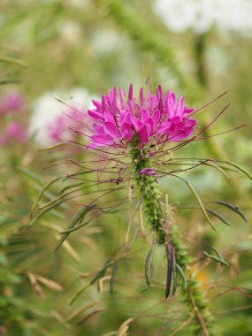 Cleome hassleriana, örümcek çiçeği, örümcek çiçeği, pembe kraliçe, Cleomaceae familyasından büyükbabanın sakallı çiçekleri Cleomaceae familyasından, doğanın bulanık arka planında pembe ve beyaz renkli çiçekler.