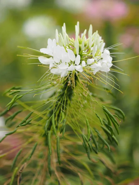 Cleome Hassleriana Fiore Ragno Pianta Ragno Regina Rosa Baffi Del — Foto Stock