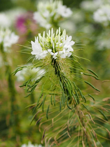 Cleome Hassleriana Fiore Ragno Pianta Ragno Regina Rosa Baffi Del — Foto Stock