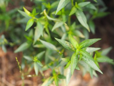 Acıların kralı. Bilimsel adı Andrographis Paniculata Burm, Wall. Eski Nees, Fah Talai, Tayland bitkileri boğaz ağrısını azaltır, ateşi düşürür, soğuk yeşil sebzeleri ısıtır virüsü kovid19