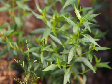 Acıların kralı. Bilimsel adı Andrographis Paniculata Burm, Wall. Eski Nees, Fah Talai, Tayland bitkileri boğaz ağrısını azaltır, ateşi düşürür, soğuk yeşil sebzeleri ısıtır virüsü kovid19