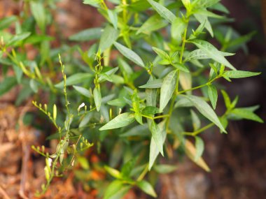 Acıların kralı. Bilimsel adı Andrographis Paniculata Burm, Wall. Eski Nees, Fah Talai, Tayland bitkileri boğaz ağrısını azaltır, ateşi düşürür, soğuk yeşil sebzeleri ısıtır virüsü kovid19