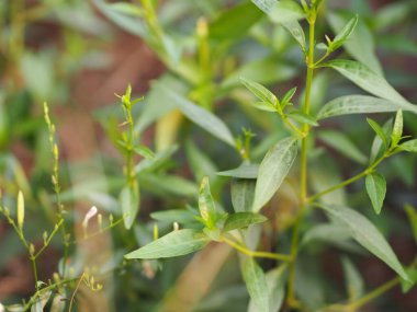Acıların kralı. Bilimsel adı Andrographis Paniculata Burm, Wall. Eski Nees, Fah Talai, Tayland bitkileri boğaz ağrısını azaltır, ateşi düşürür, soğuk yeşil sebzeleri ısıtır virüsü kovid19