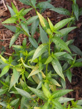 Acıların kralı. Bilimsel adı Andrographis Paniculata Burm, Wall. Eski Nees, Fah Talai, Tayland bitkileri boğaz ağrısını azaltır, ateşi düşürür, soğuk yeşil sebzeleri ısıtır virüsü kovid19