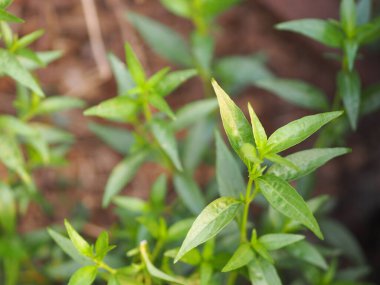 Acıların kralı. Bilimsel adı Andrographis Paniculata Burm, Wall. Eski Nees, Fah Talai, Tayland bitkileri boğaz ağrısını azaltır, ateşi düşürür, soğuk yeşil sebzeleri ısıtır virüsü kovid19