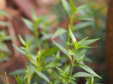 Acıların kralı. Bilimsel adı Andrographis Paniculata Burm, Wall. Eski Nees, Fah Talai, Tayland bitkileri boğaz ağrısını azaltır, ateşi düşürür, soğuk yeşil sebzeleri ısıtır virüsü kovid19