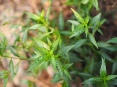 Acıların kralı. Bilimsel adı Andrographis Paniculata Burm, Wall. Eski Nees, Fah Talai, Tayland bitkileri boğaz ağrısını azaltır, ateşi düşürür, soğuk yeşil sebzeleri ısıtır virüsü kovid19