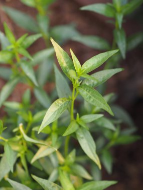 Acıların kralı. Bilimsel adı Andrographis Paniculata Burm, Wall. Eski Nees, Fah Talai, Tayland bitkileri boğaz ağrısını azaltır, ateşi düşürür, soğuk yeşil sebzeleri ısıtır virüsü kovid19