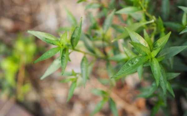 Roi Des Amers Nom Scientifique Andrographis Paniculata Burm Wall Nees — Photo