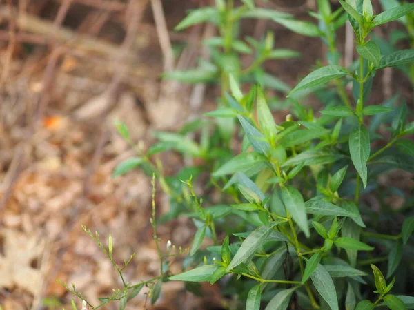 Король Горечи Научное Название Andrographis Paniculata Burm Wall Бывшие Неес — стоковое фото