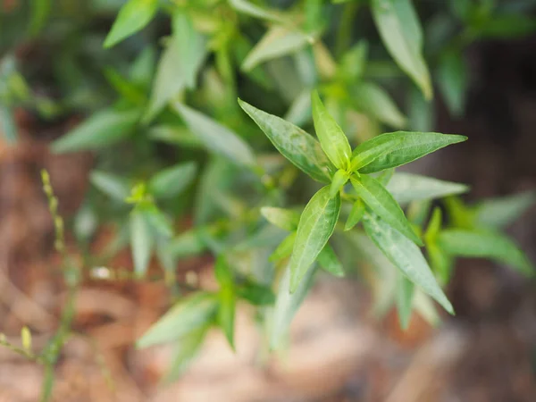 King Bitters Scientific Name Andrographis Paniculata Burm Wall Nees Fah — Stock Photo, Image