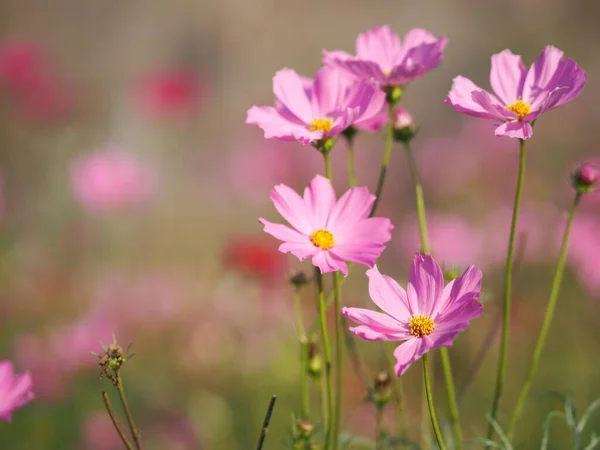 Cosmos Azufre Rosa Flores Aster Mexicano Están Floreciendo Maravillosamente Jardín — Foto de Stock