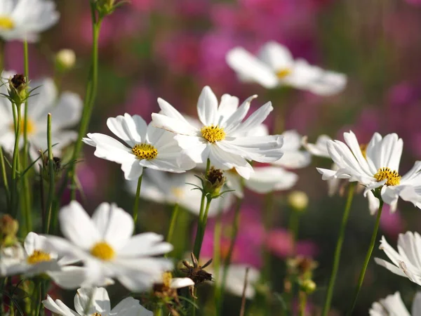 Beyaz Renkli Sülfür Kozmosu Meksika Aster Çiçekleri Bahçede Güzel Çiçek — Stok fotoğraf
