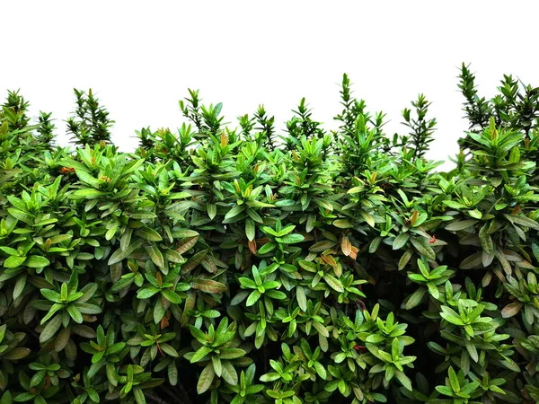 Struik Struik Ixora Chinensis Groene Omtrek Boom Witte Achtergrond — Stockfoto