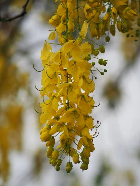 Cassia Fistülü Altın Duş Ağacı Sarı Çiçekler Yağmur Damlalarıyla Birlikte — Stok fotoğraf