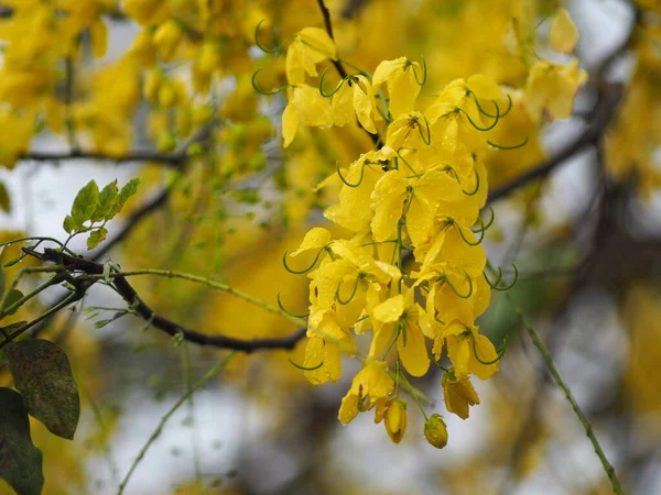 Fístula Cássia Árvore Dourada Chuveiro Flores Amarelas Plena Floração Com — Fotografia de Stock