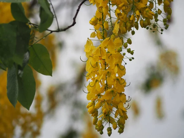 Cassia Fistula Golden Shower Tree Κίτρινα Λουλούδια Πλήρη Άνθιση Σταγόνες — Φωτογραφία Αρχείου