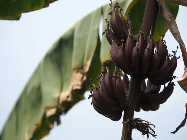 banana have dark red shell Scientific name Musa acuminata , Bananas blossom and results flower fruit on tree in garden on blurred of nature background