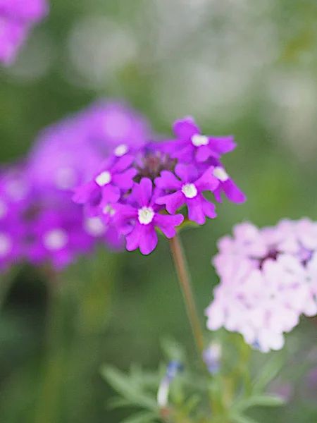 Fuego Koyu Violet Verbena Mor Çiçekleri Mükemmel Isı Tolerans Cinsi — Stok fotoğraf
