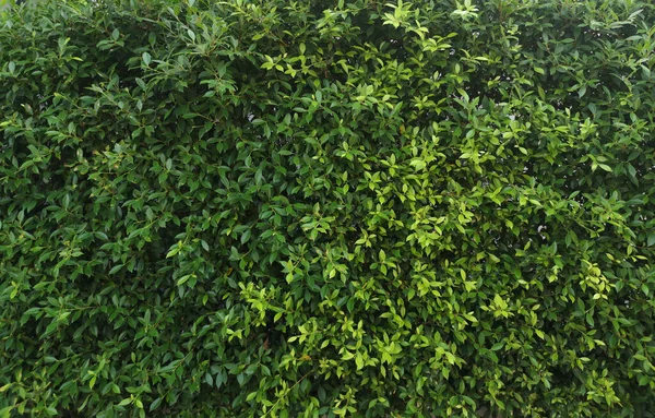 Hojas Pequeñas Arbusto Verde Árbol Textura Naturaleza Fondo — Foto de Stock