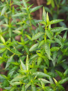 Acıların kralı. Bilimsel adı Andrographis Paniculata Burm, Wall. Eski Nees, Fah Talai, Tayland bitkileri boğaz ağrısını azaltır, ateşi düşürür, soğuk yeşil sebzeleri ısıtır virüsü kovid19