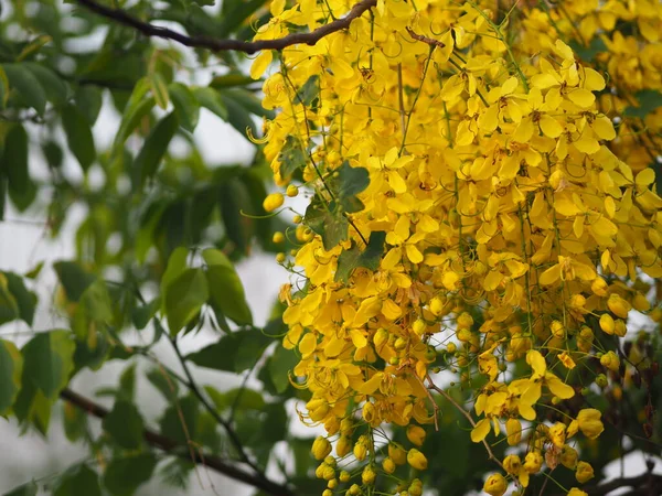 Fístula Cássia Árvore Dourada Chuveiro Ratchaphruek Flores Cor Amarela Plena — Fotografia de Stock