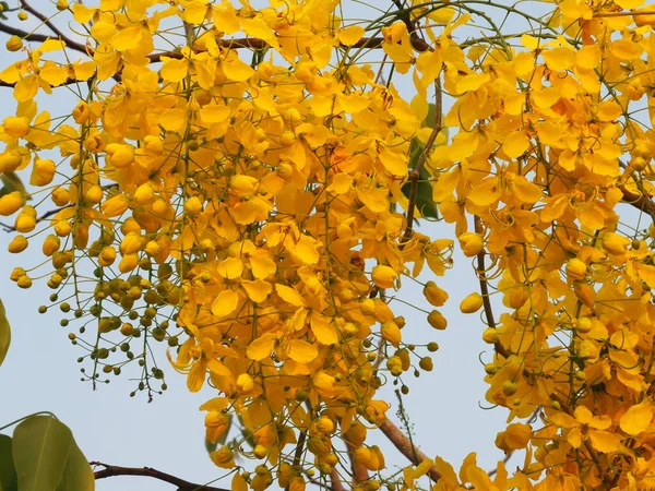 Cassia Fistula Golden Shower Tree Ratchaphruek Κίτρινα Λουλούδια Πλήρη Άνθιση — Φωτογραφία Αρχείου