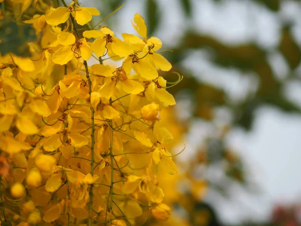 Fístula Cássia Árvore Dourada Chuveiro Ratchaphruek Flores Cor Amarela Plena — Fotografia de Stock