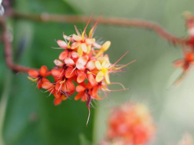 Batı Hindistan Yasemin Ixora. Bahçedeki turuncu çiçek. Arka plan bulanık.