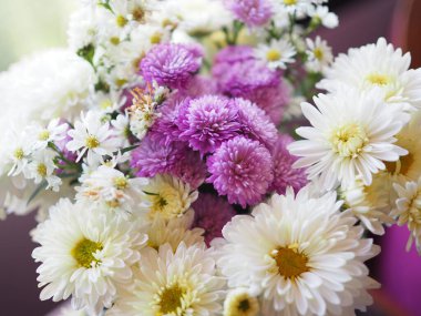 Gerbera Çiçeği mor ve beyaz. Güzel buket.