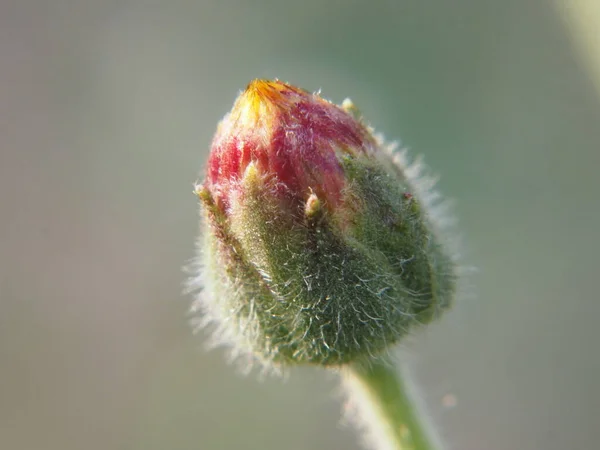 Makro Liten Röd Blomma Knopp Med Unga Törnen — Stockfoto