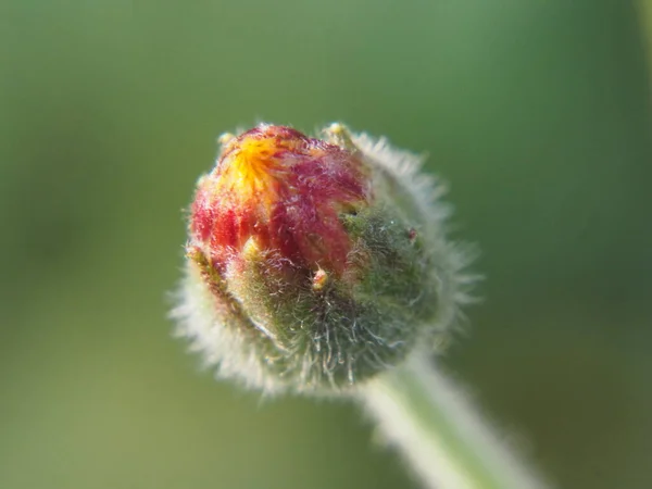 Makro Kleine Rote Blütenknospe Mit Jungen Dornen — Stockfoto