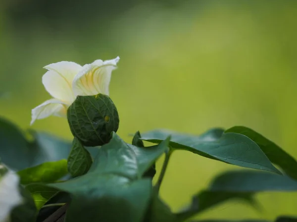 Momorodica Cochinensis Желтый Цветок Цветущий Саду Размытом Природном Фоне — стоковое фото