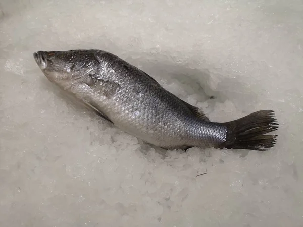 Lates Calcarifer Frischer Fisch Auf Eiskristallen Supermarkt Platziert — Stockfoto