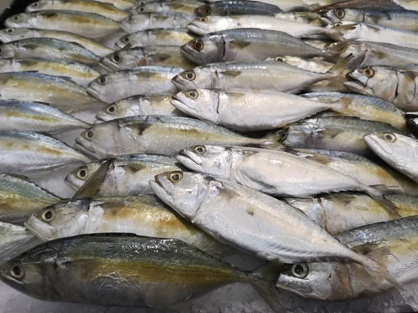 Taze Balık Spor Uskumruları Süpermarkette Sıra Sıra Dizilmiş — Stok fotoğraf