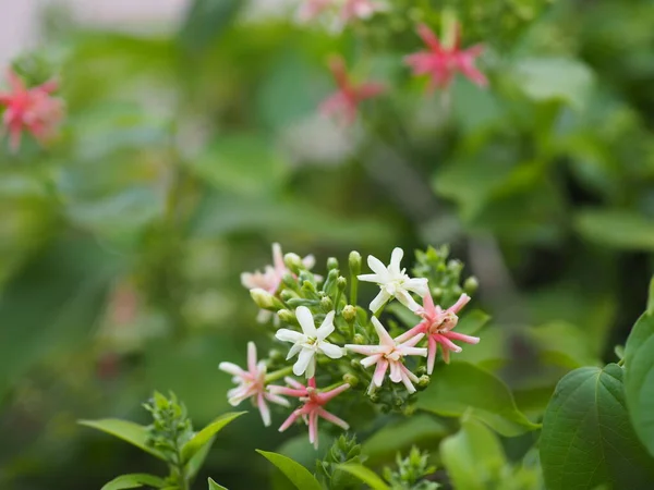 Rangoon Creeper Çinli Bal Emziği Sarhoş Denizci Combretum Indicum Defilipps — Stok fotoğraf