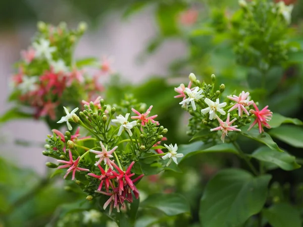 Rangoon Creeper Çinli Bal Emziği Sarhoş Denizci Combretum Indicum Defilipps — Stok fotoğraf