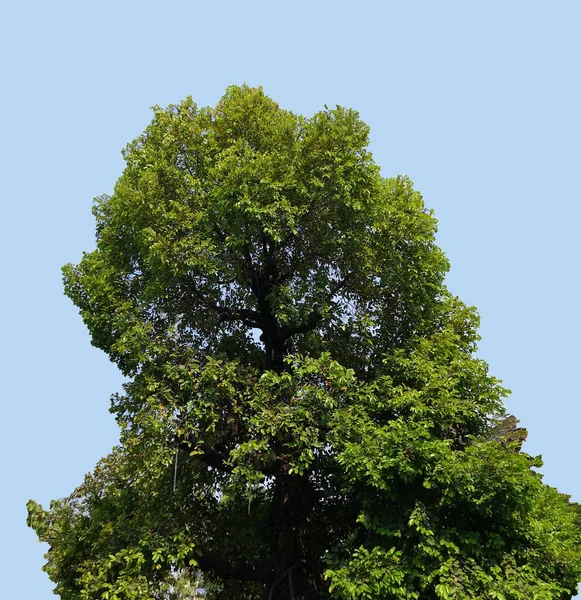 Buske Träd Struktur Natur Blå Bakgrund — Stockfoto