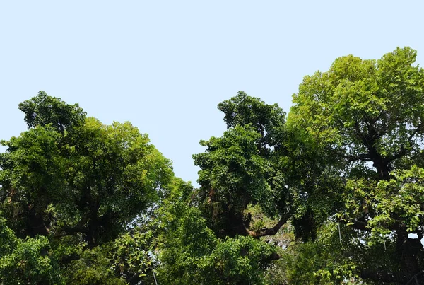 Arbusto Árbol Textura Naturaleza Sobre Fondo Azul —  Fotos de Stock