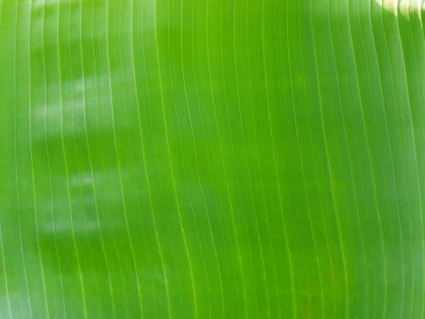 Plátano Hoja Fresca Patrón Abstracto Línea Verde Naturaleza Fondo — Foto de Stock