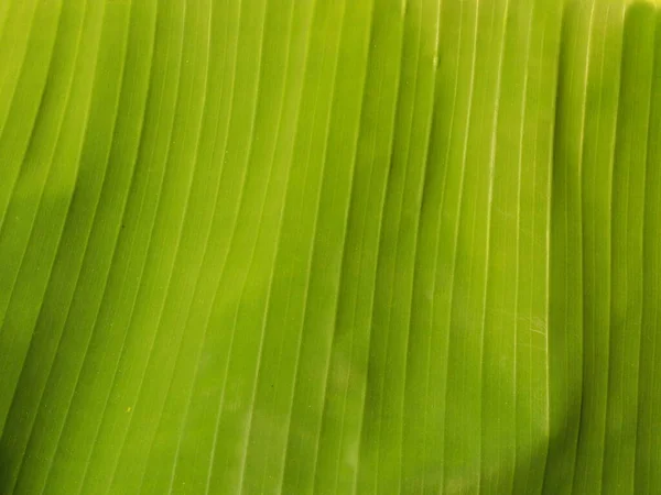 Banan Färska Blad Abstrakt Mönster Linje Grön Natur Bakgrund — Stockfoto